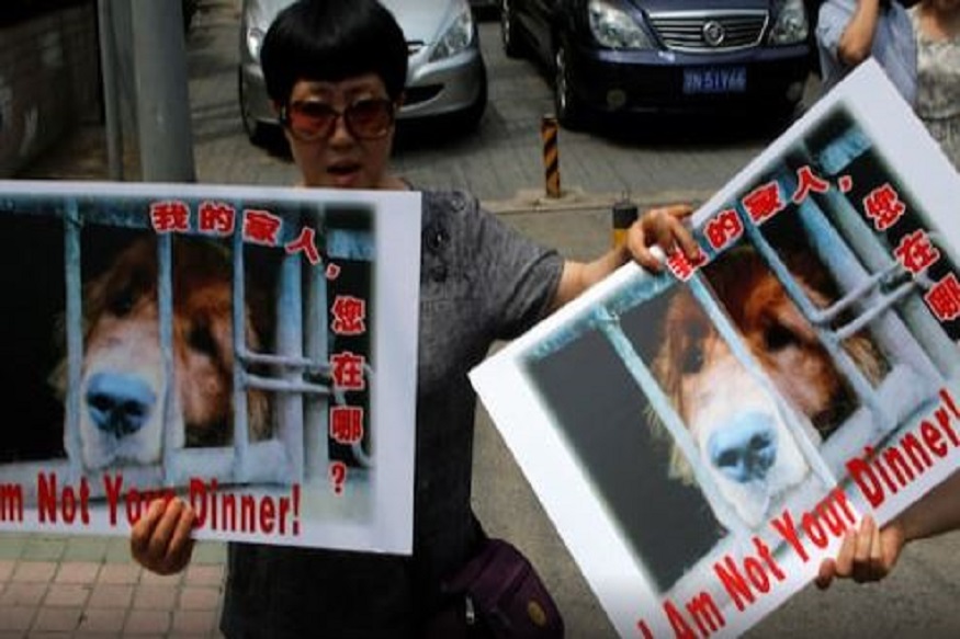 china dog meat festival